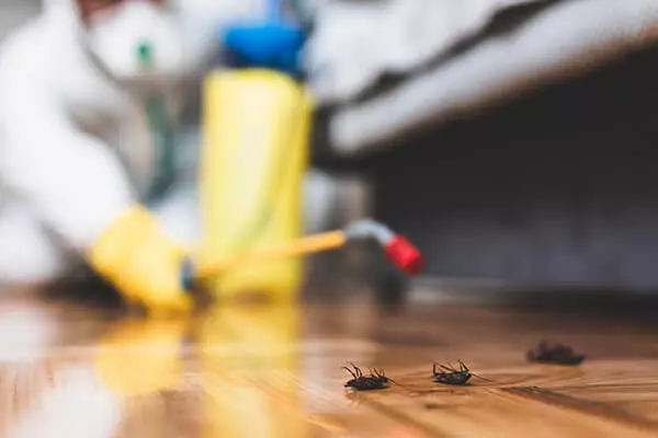 Cockroach Control Services