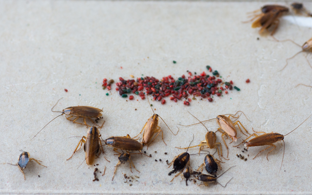 How To Get Rid of Cockroaches – Your Guide to a Roach-Free Home