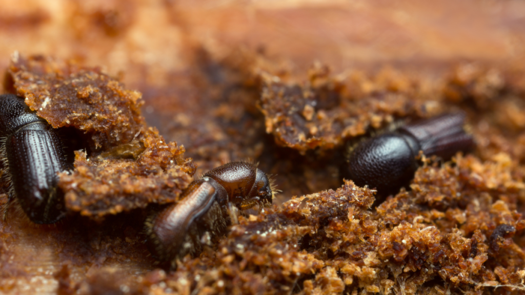 how to get rid of wood borers in furniture
